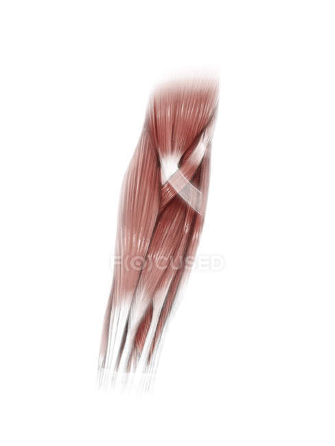 Illustration der Muskeln des Unterarms — Stockfoto