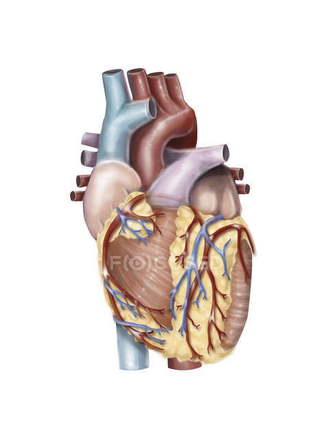 Vue antérieure du cœur humain — Photo de stock