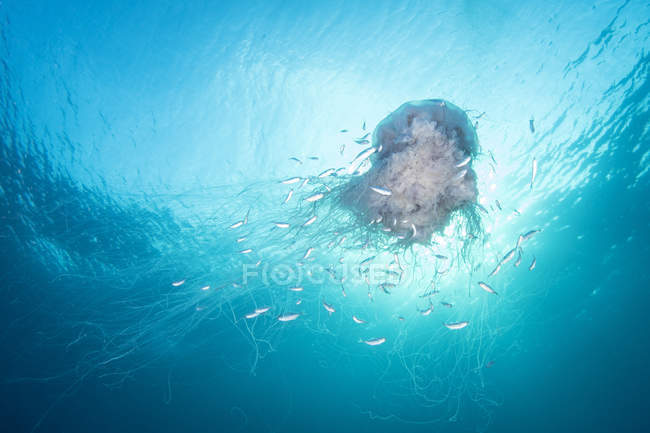 Lion mane jellyfish in Maldives — Stock Photo