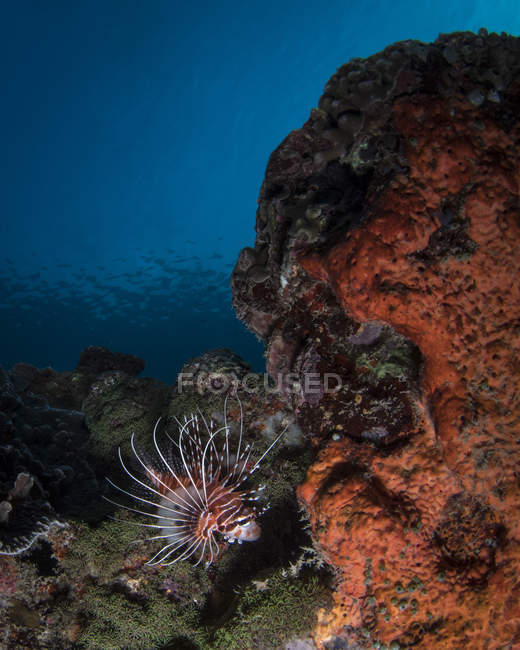 Lionfish on reef in Komodo National Park — Stock Photo