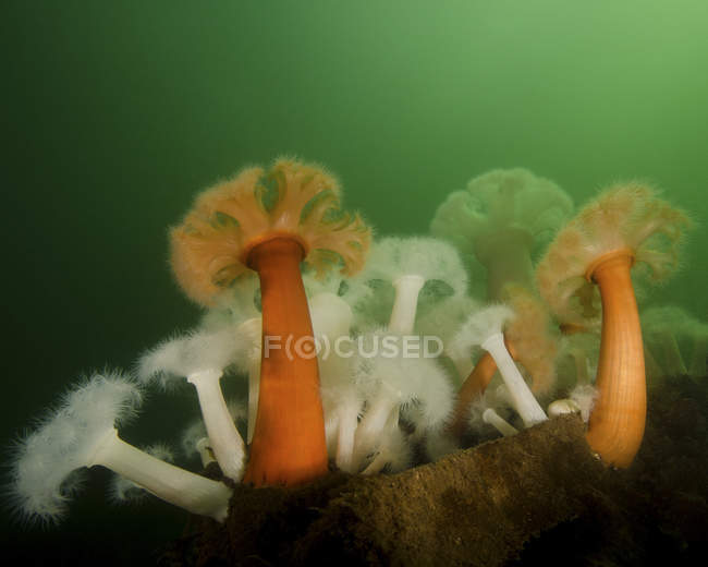 Plumose anemone в Puget Sound — стокове фото