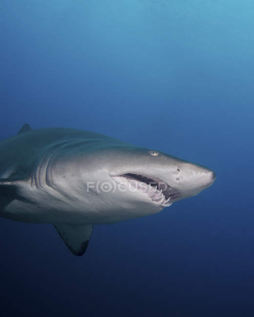 Tiburón tigre de arena - foto de stock