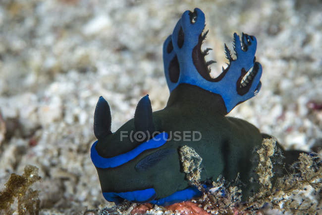 Tambja morosa nudibranch — Stock Photo