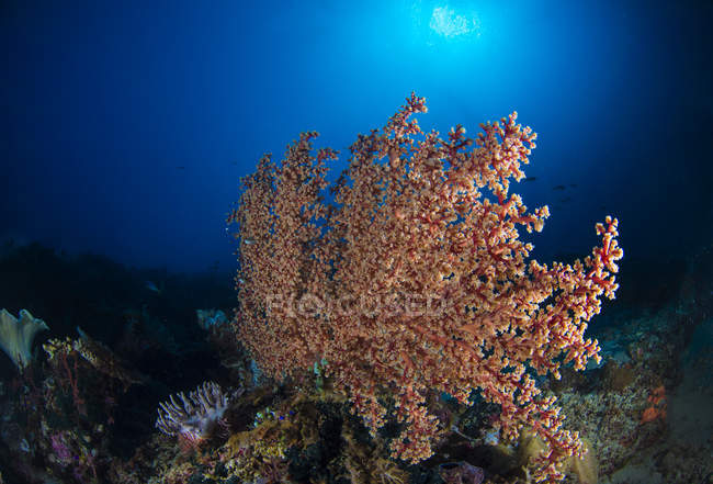 Coral macio em recife em Komodo — Fotografia de Stock