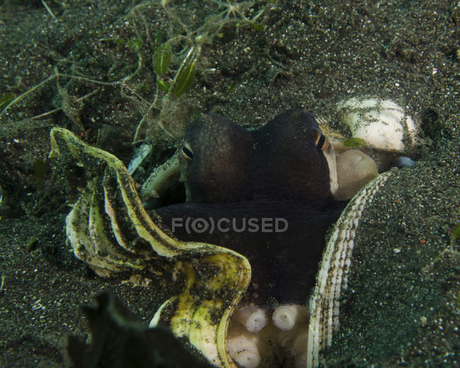 Pulpo de coco escondido en el fondo del mar - foto de stock