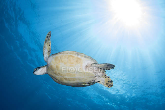 Meeresschildkröte in Gewässern von Nordsulawesi — Stockfoto