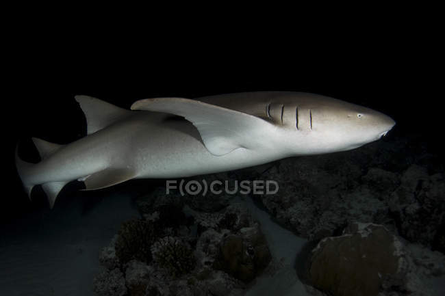 Tiburón nodriza en Alimatha Aquatic Resort - foto de stock