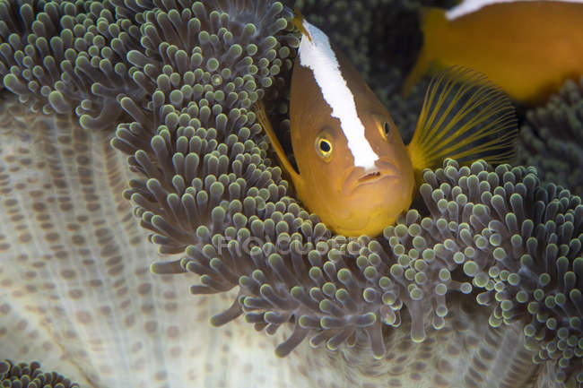 Orange skunk clownfish — Stock Photo