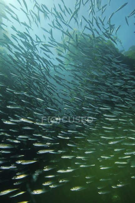 Rebanho de sardinhas do Pacífico na floresta de algas — Fotografia de Stock