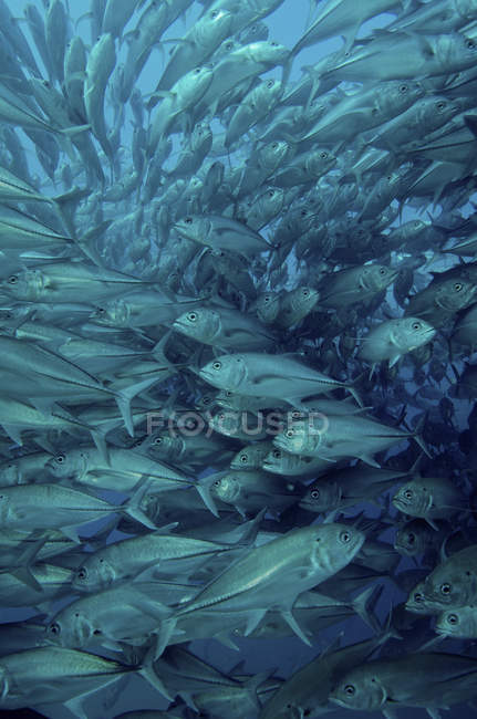 Troupeau de poissons gris — Photo de stock