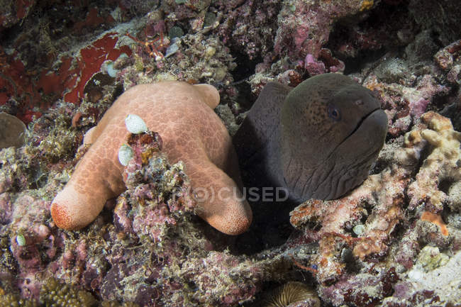 Anguille et étoile de mer aux Maldives — Photo de stock