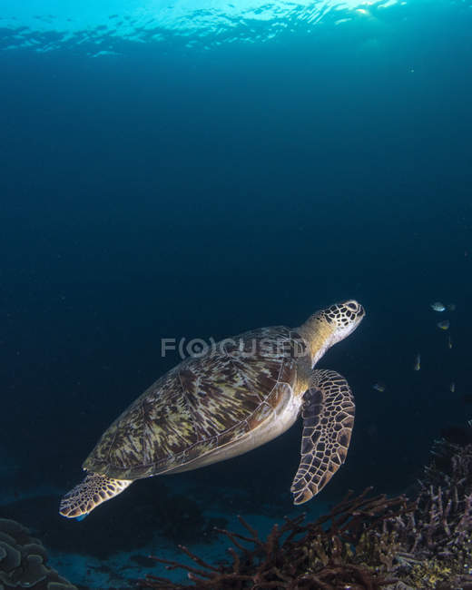 Meeresschildkröte im Komodo-Nationalpark — Stockfoto