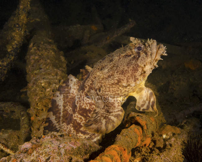 Austern-Krötenfisch im Schiffswrack von uss indra — Stockfoto