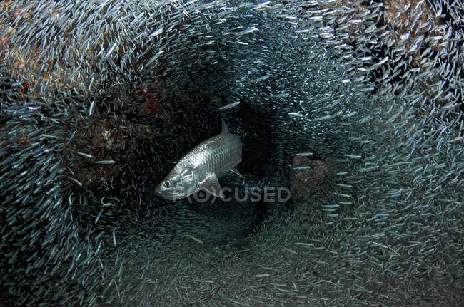 Silberfische weichen Beute aus — Stockfoto