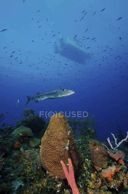 Barracuda nadando cerca del arrecife de coral - foto de stock