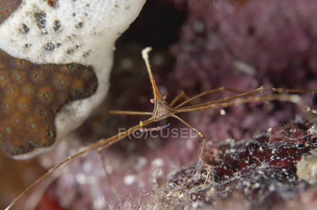 Arrow crab eating in Grand Cayman — Stock Photo