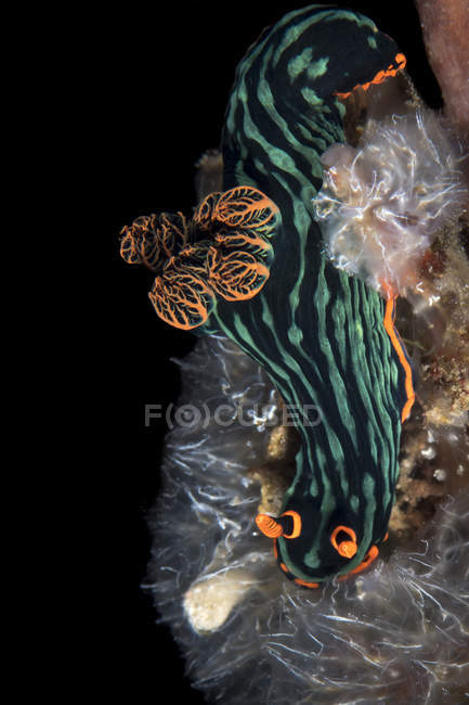 Nembrotha kubaryana nudibranquio - foto de stock