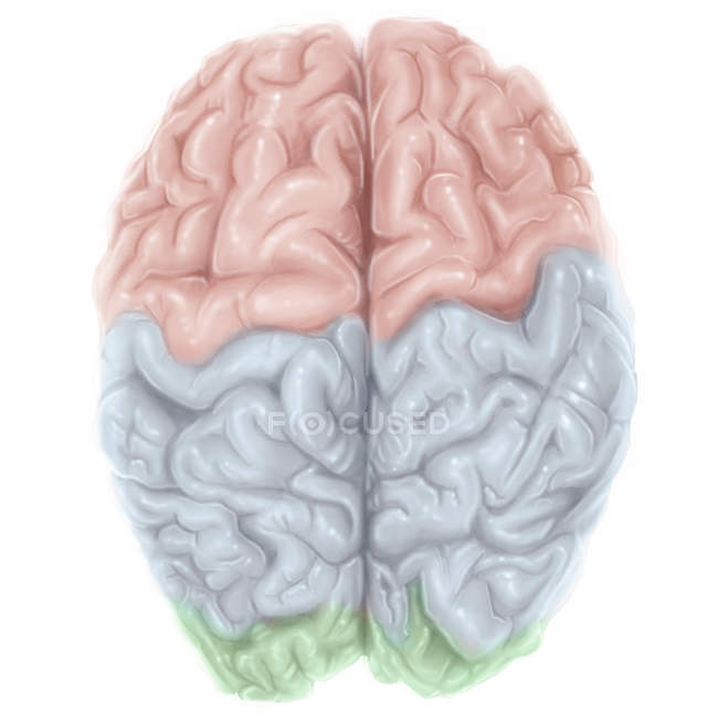 Людський мозок з кольоровими лопатями — стокове фото