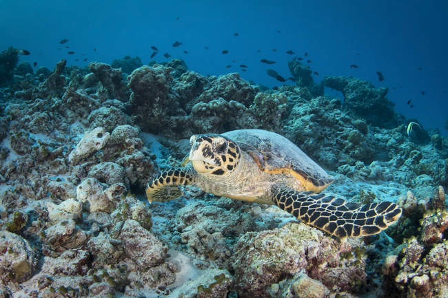 Habichtsschnabel-Meeresschildkröte auf Meeresboden — Stockfoto