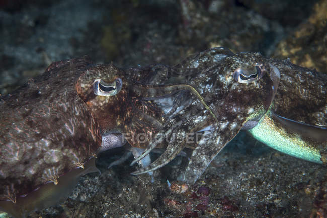 Mating cuttlefish in Komodo National Park — Stock Photo