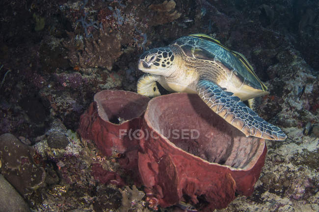 Grüne Meeresschildkröte auf Fassschwämmen — Stockfoto