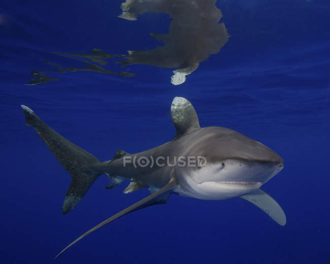 Tiburón oceánico de punta blanca - foto de stock