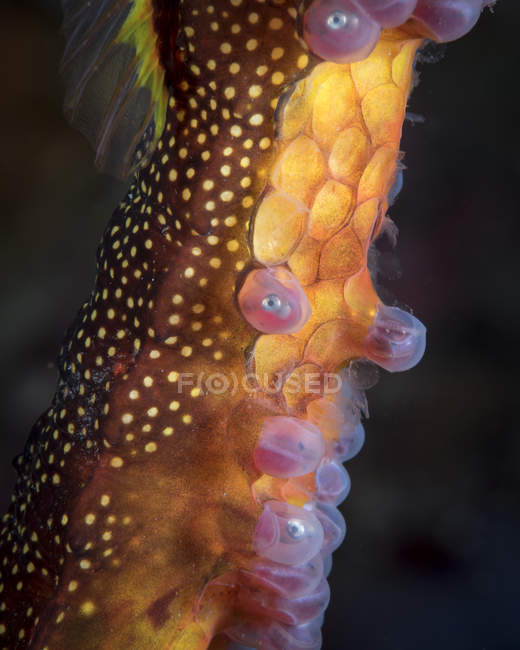 Weedy sea dragon with eggs — Stock Photo