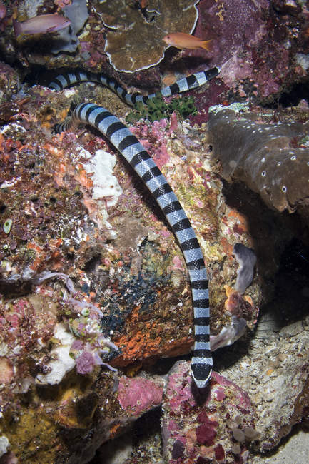 Serpente marinha no Parque Nacional de Komodo — Fotografia de Stock