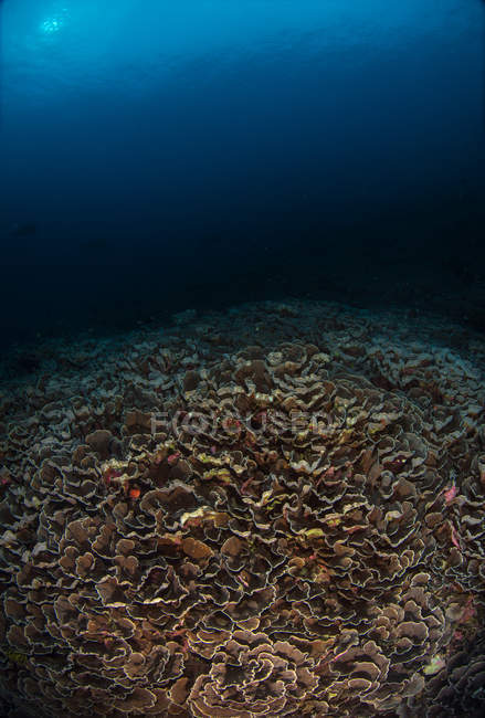 Dark reefscape in Banda Sea — Stock Photo