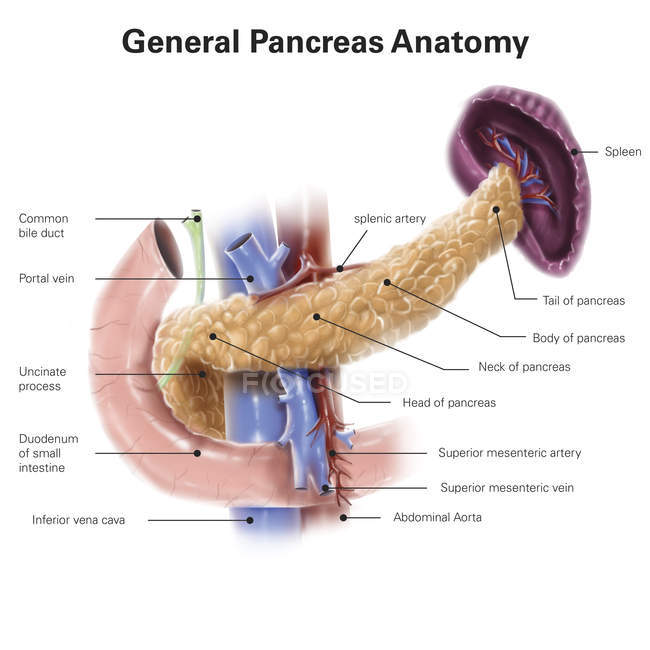 Anatomie du pancréas humain — Photo de stock