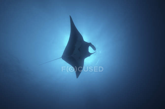 Manta ray gliding through sunburst — Stock Photo