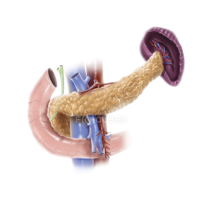 Anatomía del páncreas humano - foto de stock