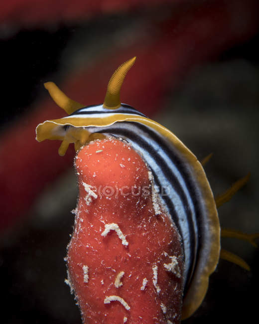 Chromodoris quadricolor in mare rosso — Foto stock