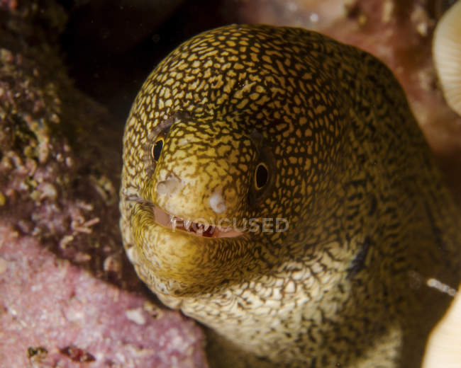 Goldentail moray head — Stock Photo
