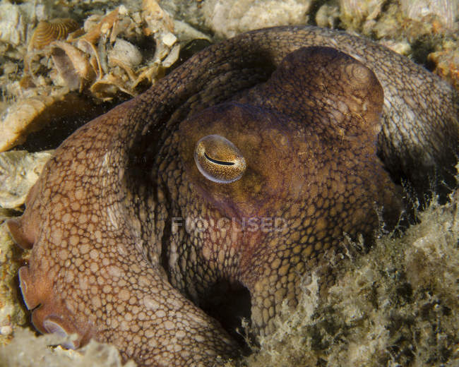 Octopus head on seabed — Stock Photo