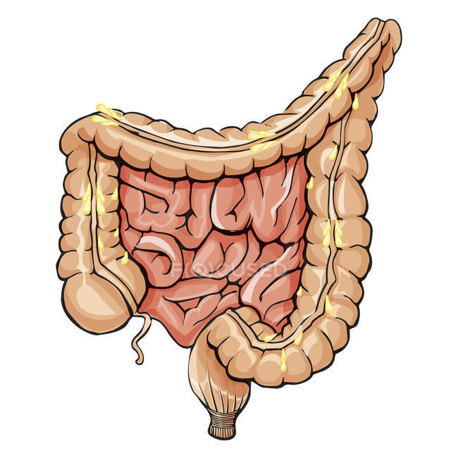 Anatomía general del colon - foto de stock
