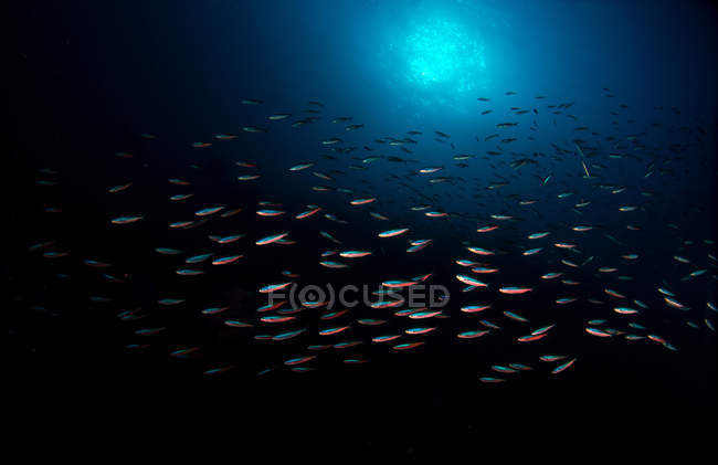 Bandada de peces en el mar de Banda - foto de stock