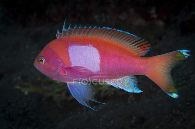 Quadratischer Anthia-Fisch — Stockfoto
