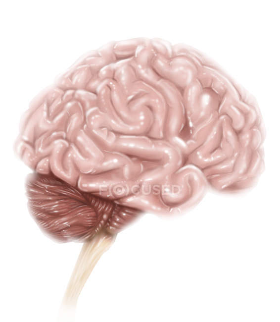 Анатомія мозку людини — стокове фото