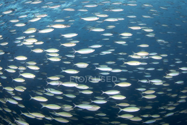 Rebanho de peixes na lagoa Truk — Fotografia de Stock