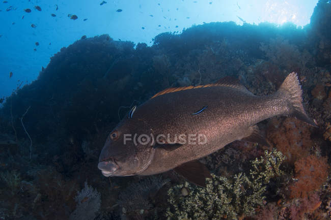 Риба гігантського sweetlip Комодо Національний парк — стокове фото