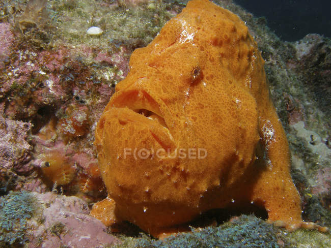 Large orange frogfish — Stock Photo