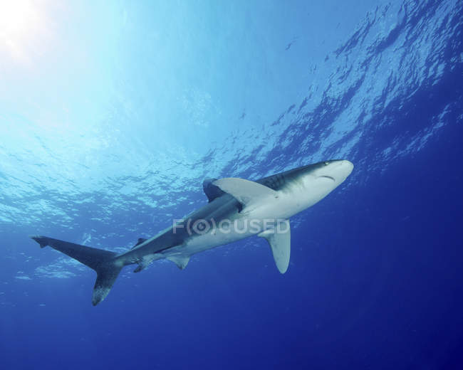 Weißspitzenhai — Stockfoto