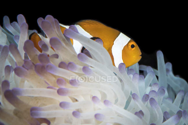 False clownfish in North Sulawesi — Stock Photo