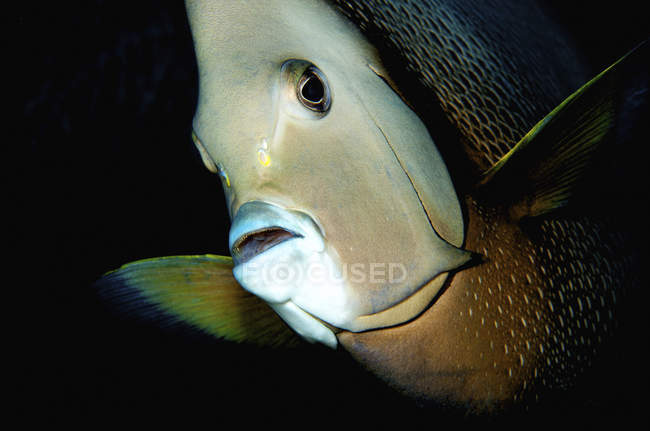 Gray angelfish in dark water — Stock Photo