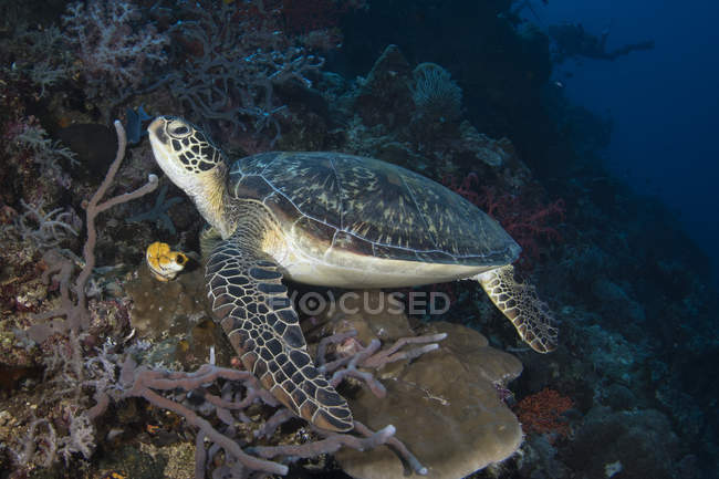 Tartaruga marina verde nel Nord Sulawesi — Foto stock