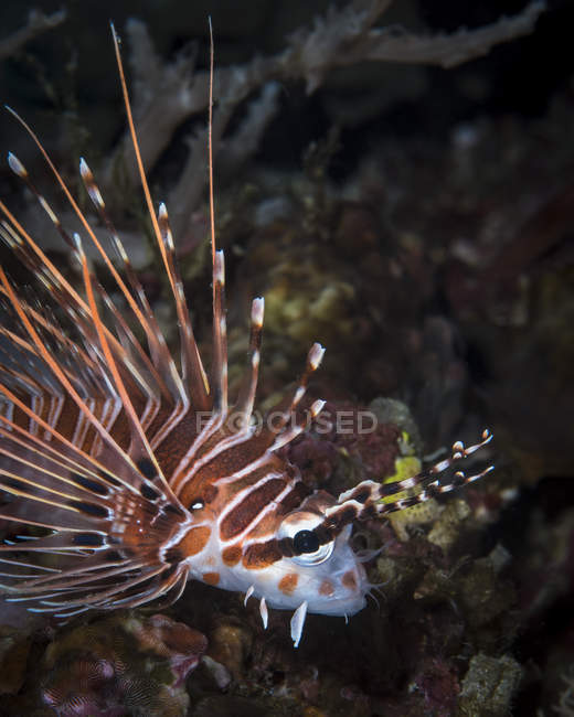 Lionfish in North Sulawesi — Stock Photo