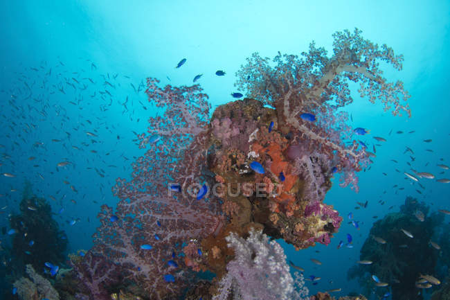 Korallen auf hanakawa maru — Stockfoto