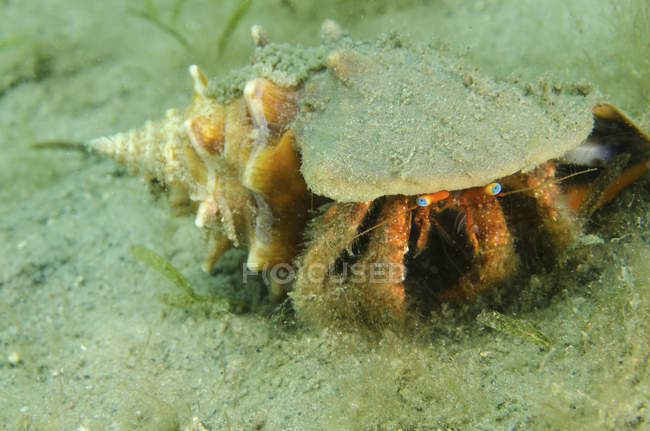 Granchio eremita dagli occhi blu sui fondali marini — Foto stock