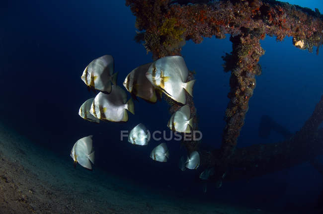 Batfish swimming around shipwreck — Stock Photo